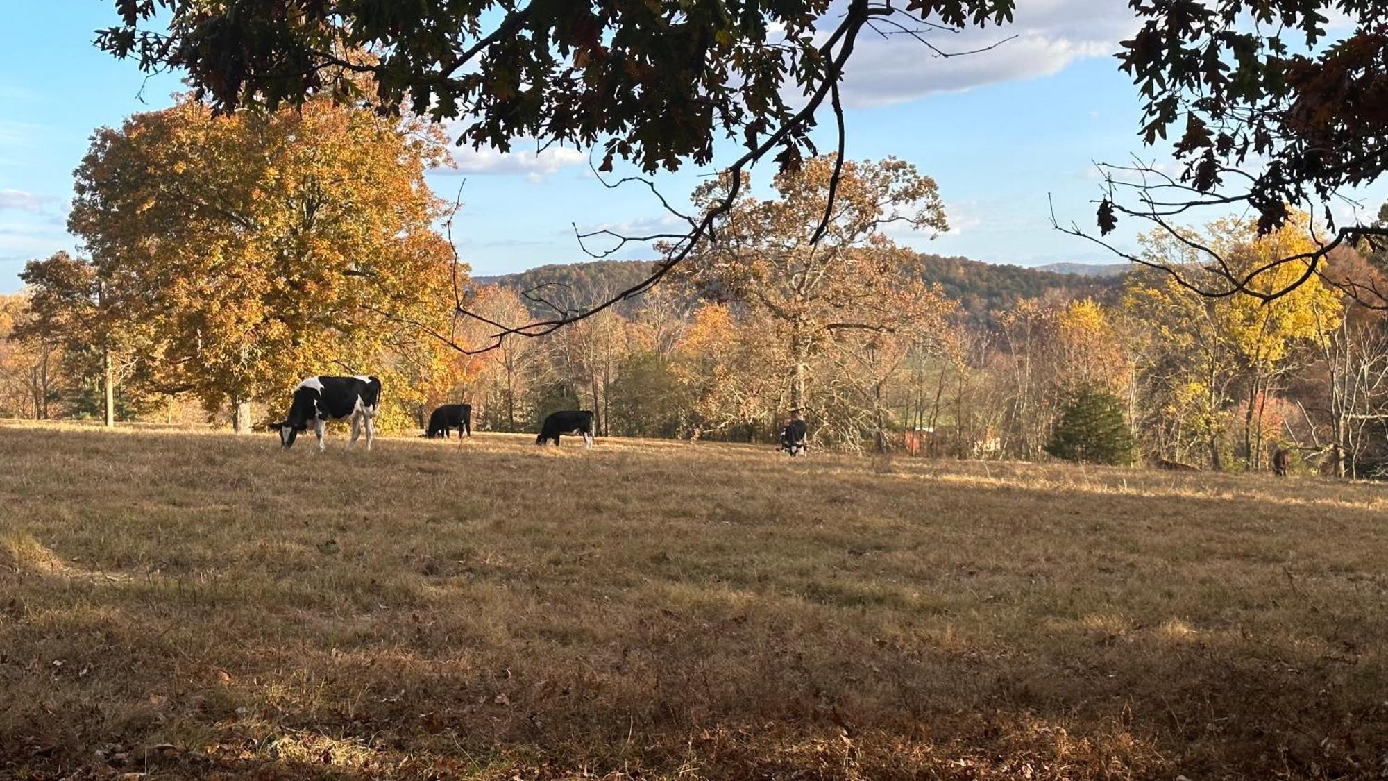 Appalachian Mountain Cabin-updated-private-rafting On Ocoee River-hiking-waterfalls-wifi-pets Ok *